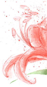 Closeup of orange lilies in watercolor